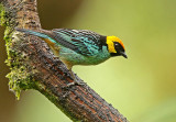 Saffron-crowned Tanager