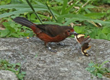 Silver-beaked Tanager