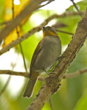 Yellow-whiskered Bush-Tanager