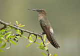 Giant Hummingbird