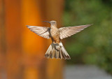Giant Hummingbird
