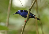 Red-legged Honeycreeper
