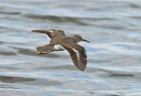 Spotted Sandpiper