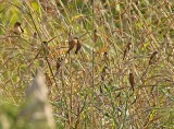 Tricolored Munia