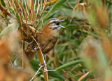 Mantaro Wren