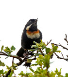 Moustached Flowerpiercer