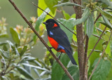 Scarlet-bellied Mountain-Tanager