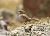 Streak-throated Canastero