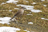 White-fronted Ground-Tyrant