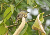 White-winged Becard