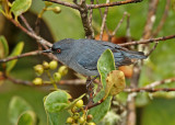 Bluish Flowerpiercer