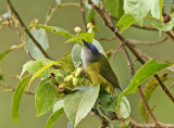 Capped Conebill