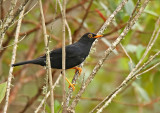 Glossy-black Thrush