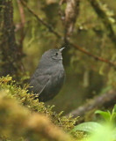 Tschudis Tapaculo