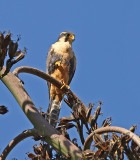 Aplomado Falcon