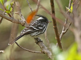 Black-crested Tit-Tyrant