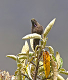 Blue-mantled Thornbill