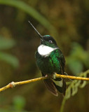 Collared Inca