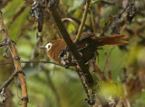 Peruvian Wren