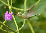 Rufous-vented Whitetip