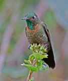 Tyrian Metaltail