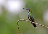 Black-throated Mango