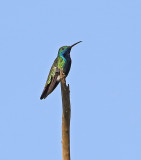 Black-throated Mango