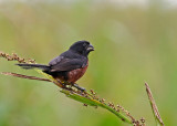 Chestnut-bellied Seed-Finch