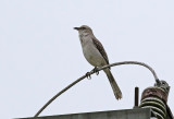 Tropical Mockingbird