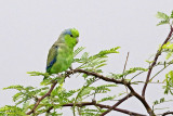 Pacific Parrotlet