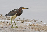 Tricolored Heron