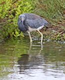 Tricolored Heron