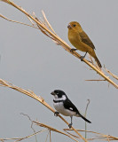 Variable Seedeater