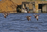 American Oystercatcher