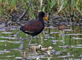 Wattled Jacana