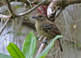 Black-crowned Antshrike