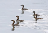 Pied-billed Grebe