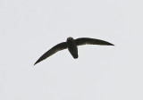 White-chinned Swift