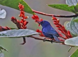 Indigo Flowerpiercer