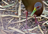 Brown Wood-Rail