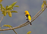 Golden Grosbeak