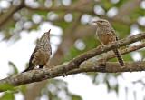 Wrens