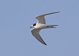 Arctic Tern