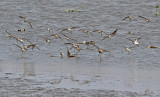 Waders