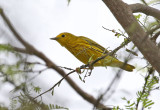 Warblers