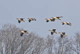 White-fronted Goose