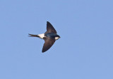 Swallows