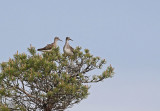 Wood Sandpiper