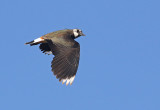 Northern Lapwing