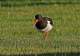 Oystercatcher